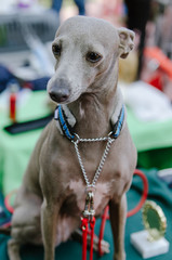 dog greyhound on show in summer park