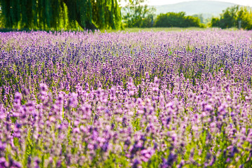 Lavender flowers in the sunlight