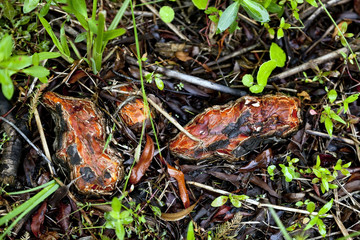 Close up of cypress roots in wetlands setting.