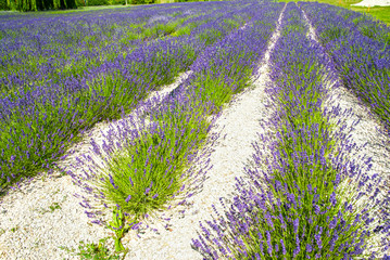 Obraz premium Lavender flowers in the sunlight