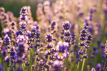 Fototapeta premium Lavender flowers in the sunlight