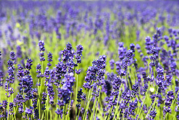 Fototapeta premium Lavender flowers in the sunlight
