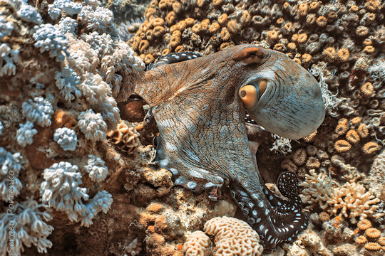 Octopus on the corall