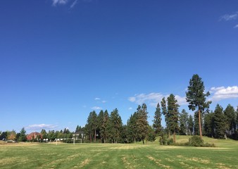 Outdoor sports field with tall trees