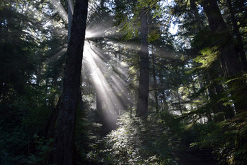 Morning light in forest