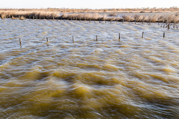 The ponds of the Camargue, in the south of France