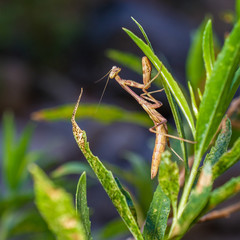 Praying Mantis on a plant viewed from the side
