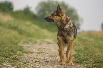 Deutscher Schäferhund