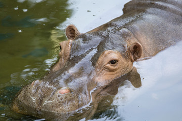 Hippo in water