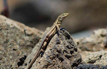 Lagarto, Gallotia Galloti, Teide, Islas Canarias