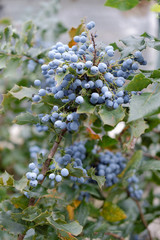 Früchte einer Mahoni (Mahonia aquifolium)