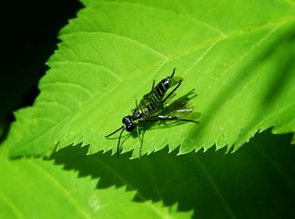 Green fly sitting on a sheet of wild rose close-up