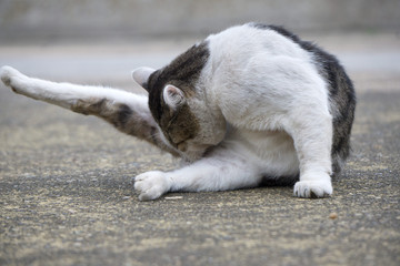 猫 毛づくろい