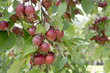 Apples are early, late summer, early autumn, harvest time.