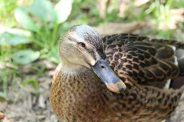 Duck close up