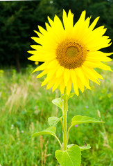 close up of sunflower