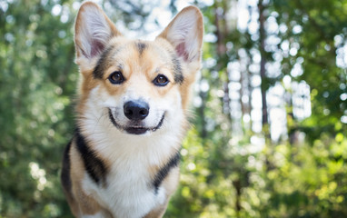 Dog breed Welsh corgi pembroke for a walk in the beautiful forest.