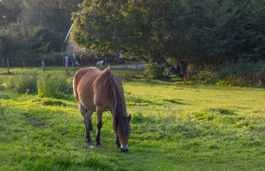 Brown horse grazing in green field