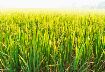 Selective focus on rice growing. A lush, green and fertile background