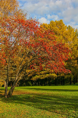 Golden autumn in Moscow city park, Russia