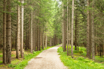 Fototapeta na wymiar a path trough a forest in Alps
