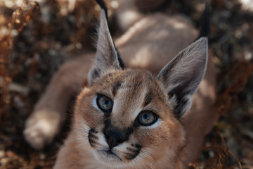 Caracal