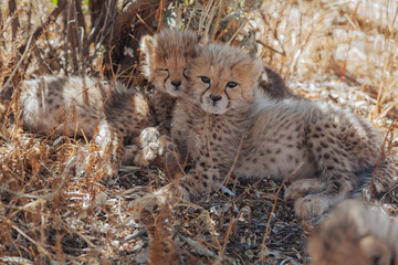 Cheetah in Nature - 170342406