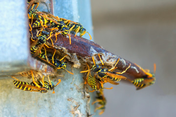 Wasp nest. Many large wasps. Concept - danger, bites of wild insects.