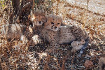 Cheetah in Nature
