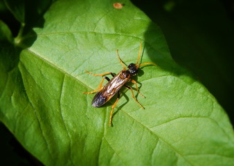 Yellow fly with long wings sitting on green leaf closeup