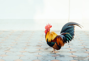 A colorful cock