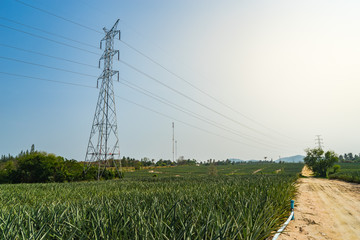 High voltage electricity transmission lines in the field