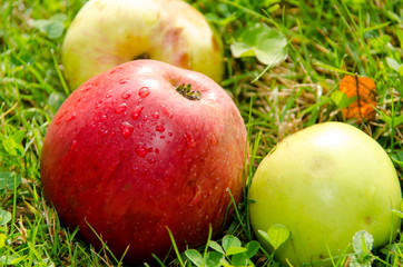 Apfel im Gras