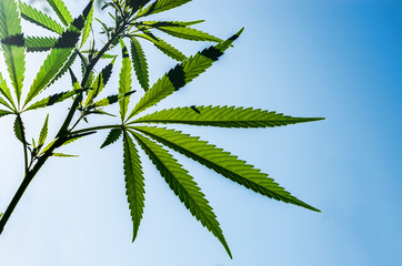 A hemp plant against the blue sky. Texture of leaves of marijuana. Selective focus.