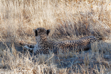 Cheetah in Nature