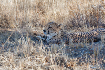 Cheetah in Nature