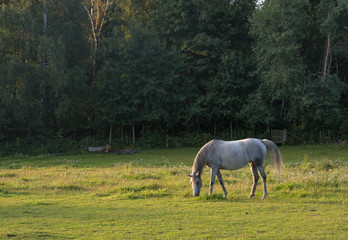 A gray horse grazing in a green field against a dark forest background