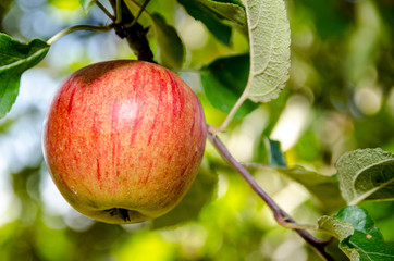 Roter Apfel am Baum