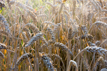 Close-up picture of wheat ready for harvest