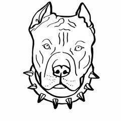 pitbull colouring