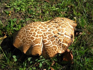 Riesen Rotfußröhrling