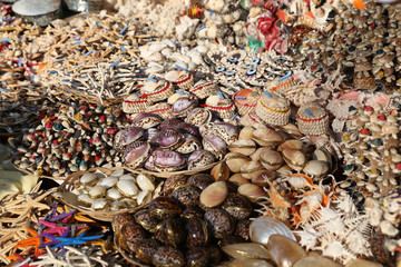 Souvenir Seashells in Bodrum