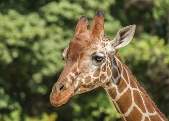 Giraffe Portrait