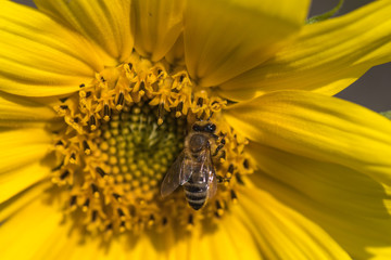 Gelbe Sonnenblume vor blauem Sommerhimmel mit Wolken