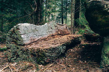 Holzstamm Bank