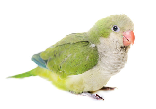 Monk parakeet in studio