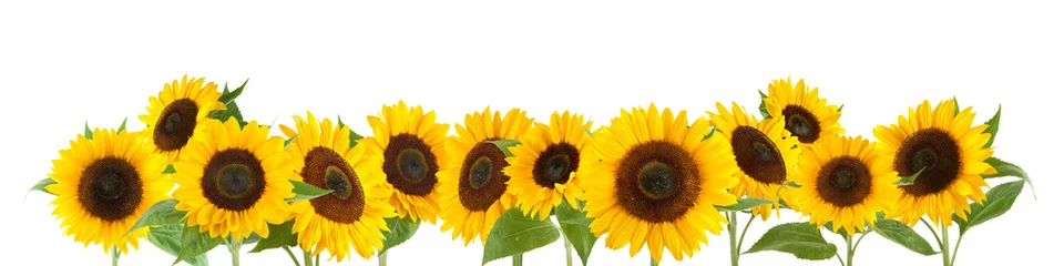 Fototapeten Sunflowers isolated on white background © Kanea