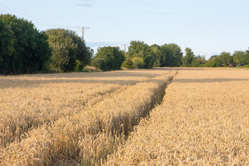 Obraz premium Wheat field ready for harvest with tractor tracks running through the field