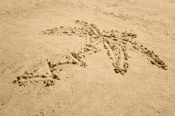 Palm tree - beach, sand