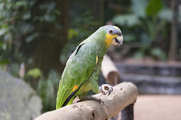 Papagaio brasileiro